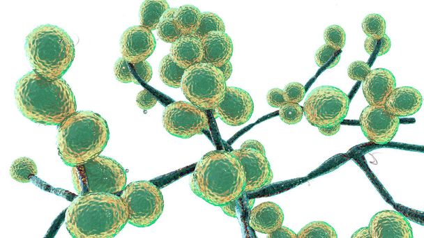 Candida fungi, Candida albicans, C. auris e outras leveduras patogênicas humanas, ilustração 3D - Foto, Imagem