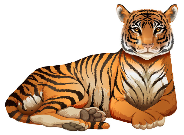 Tygrys - Wektor, obraz