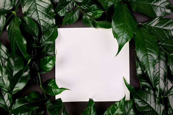 Mockup fehér üres kártya sötét háttér zöld levelek oldalán, kreatív elrendezés, lapos laikus, helyet a szöveg, felülnézet, termék banner, környezetbarát, természet és ökológia koncepció. - Fotó, kép