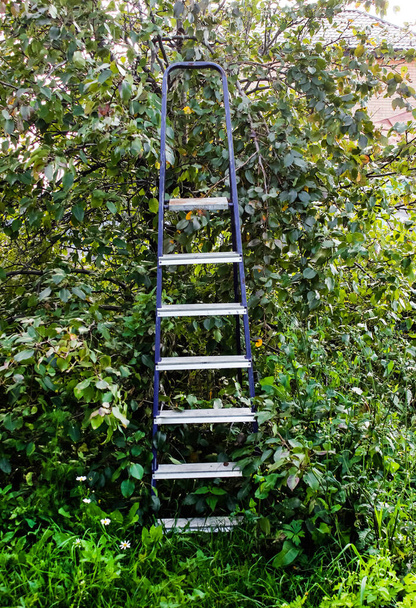 木の近くの庭のステップはしごは、上から果物を収集します。縦の枠. - 写真・画像