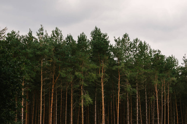 A forest with tall pine trees against a cloudy sky - Foto, afbeelding