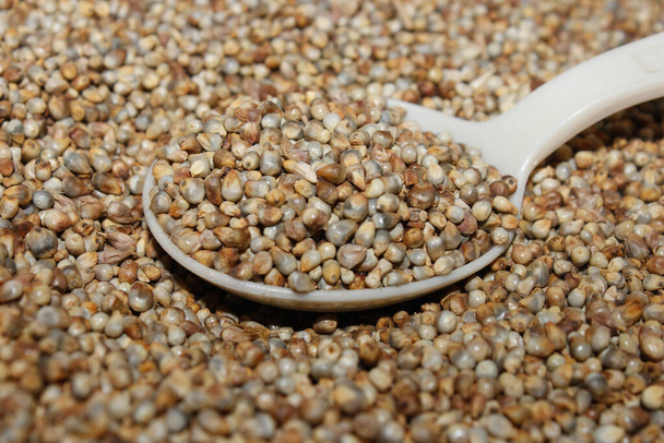 A picture of Pearl millet with selective focus - Photo, Image