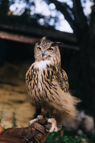 A vertical shot of an owl in the zoo with blurred background - Fotografie, Obrázek