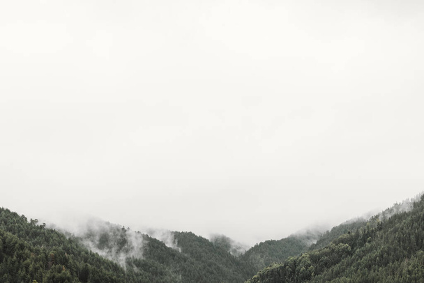 Dağlardaki sisli çam ağacı ormanları - Fotoğraf, Görsel