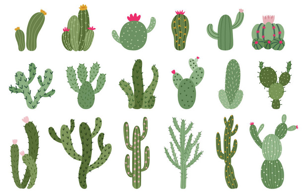 Söpö kaktus. Mehukasvit ja kaktukset kukka, vihreä piikikäs aavikko huonekasvit, trooppinen kotikasvit eristetty vektori kuvituskuvakkeet asetettu - Vektori, kuva