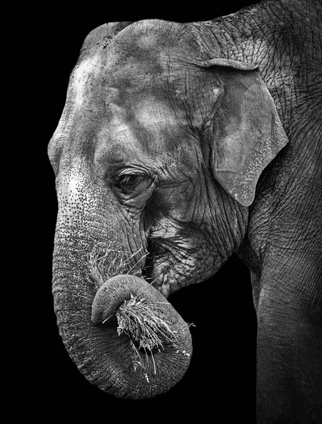 Perfil de primer plano de la cabeza del elefante indio - Foto, Imagen