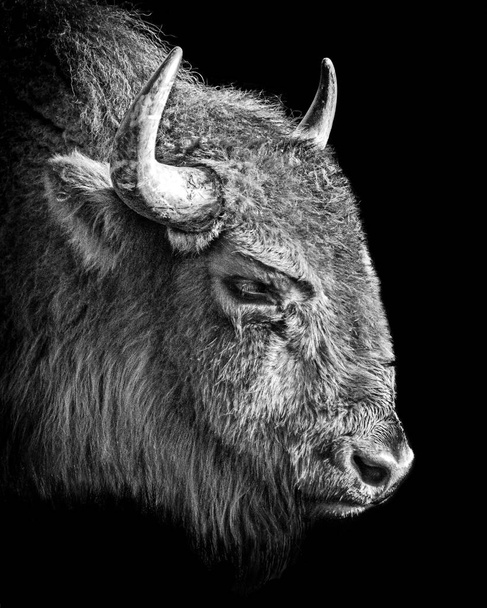 Profil Bison Head w kolorze czarno-białym - Zdjęcie, obraz