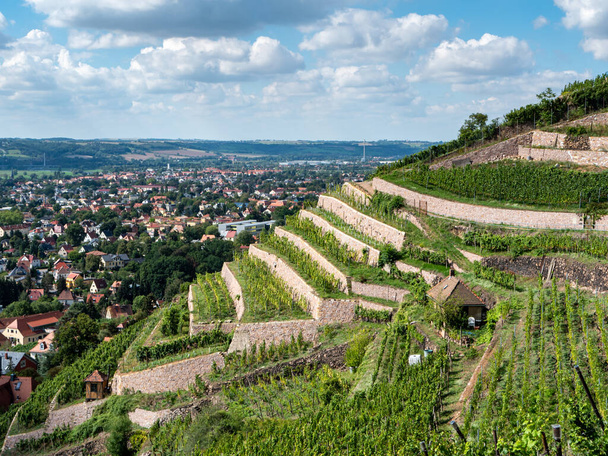 Vista de los viñedos en Sajonia - Foto, imagen