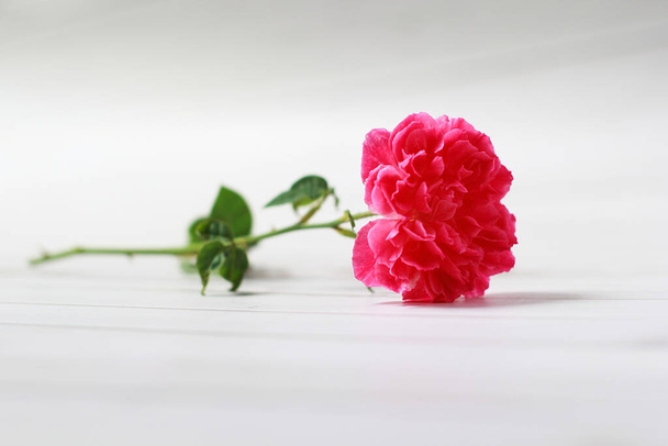 Красная роза Дамаска розовый Это красиво и цветок имеет лечебные свойства. - Фото, изображение