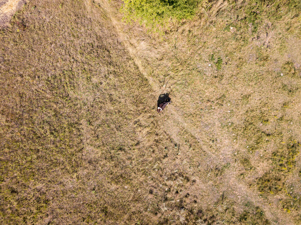 Kuh auf der Weide. Drohnenblick aus der Luft - Foto, Bild