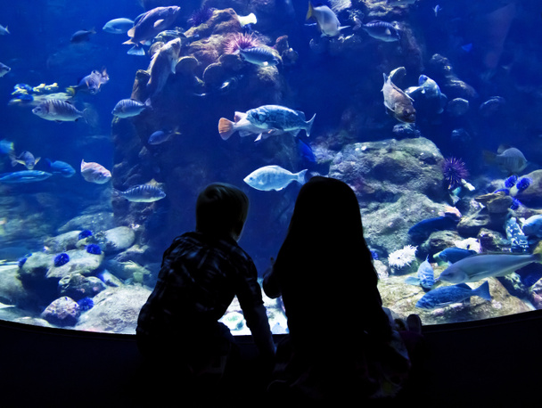 Kinder beobachten Fische in einem großen Aquarium - Foto, Bild