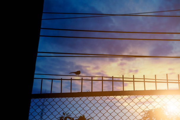 空の夕日が沈むワイヤーの鳥のシルエット - 写真・画像