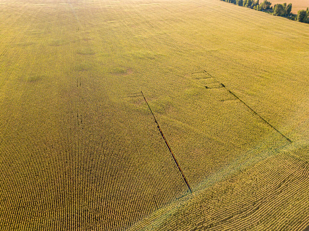 Aerial drone view. Ukrainian ripe cornfield on a sunny day. - Fotó, kép