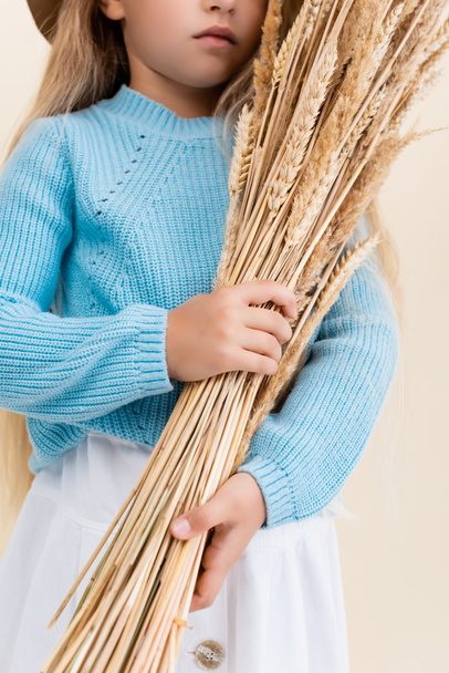 cropped view of fashionable blonde girl in blue sweater with wheat spikes isolated on beige - Foto, Bild