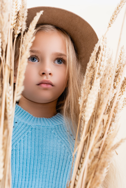 divatos szőke lány kalap és kék pulóver búza tüskék - Fotó, kép