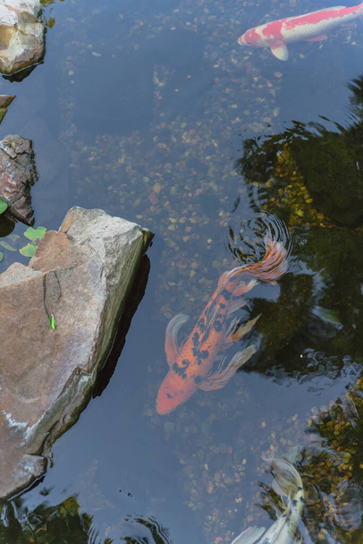 Водный сад с камнями и разноцветными рыбами кои, плавающими недалеко от Далласа, Техас, США - Фото, изображение