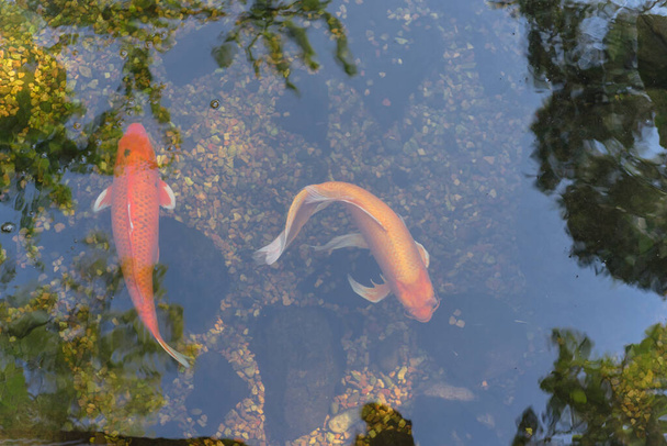 Dallas, Teksas, ABD yakınlarındaki botanik bahçesinde yüzen iki güzel koi balığı. - Fotoğraf, Görsel