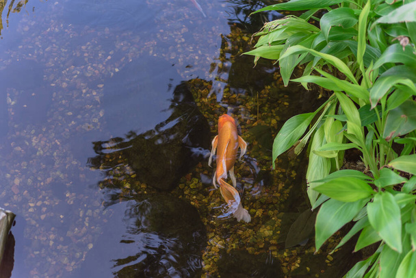 Вид сверху на красивую рыбу кои, плавающую в прозрачном пруду в ботаническом саду недалеко от Далласа, Техас, США - Фото, изображение