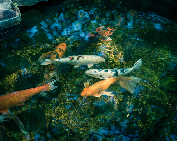 Filtrelenmiş görüntü karışık renkte güzel koi balıkları Dallas, Teksas, ABD yakınlarındaki botanik bahçesinde açık havuzda yüzüyorlar. - Fotoğraf, Görsel