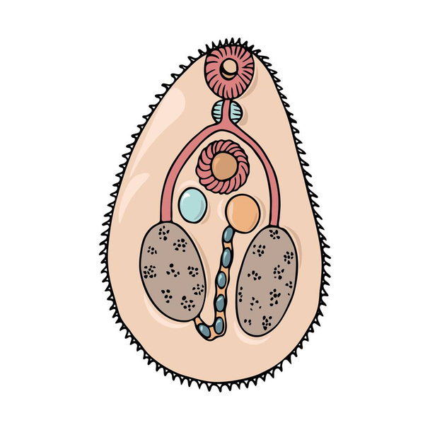 Illustrazione vettoriale anatomica a trematodi colorata nera disegnata a mano isolata su uno sfondo bianco. Concetto di parassiti del corpo animale e umano. - Vettoriali, immagini