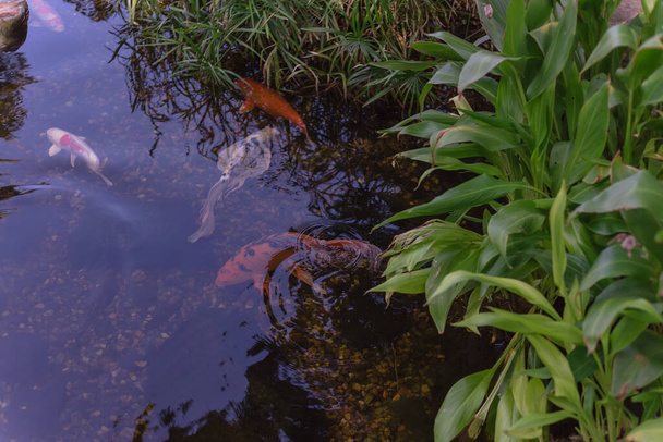 Dallas, Teksas, ABD yakınlarında renkli koi balıklarının yüzdüğü su bahçesindeki tropikal bitki. - Fotoğraf, Görsel