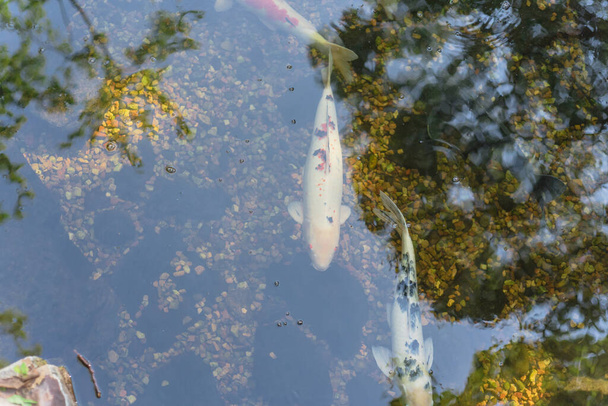Dallas, Teksas, ABD yakınlarındaki botanik bahçesinde yüzen üç güzel koi balığı. - Fotoğraf, Görsel