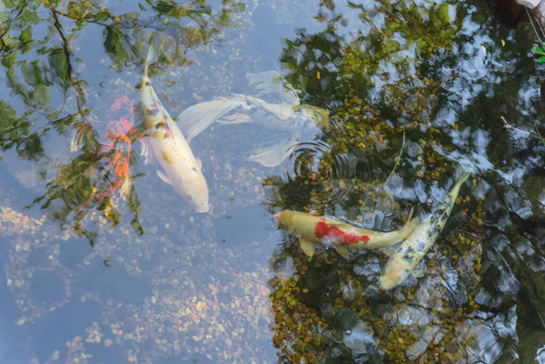 Красивые разноцветные рыбы кои плавают в прозрачном пруду в ботаническом саду недалеко от Далласа, Техас, США - Фото, изображение