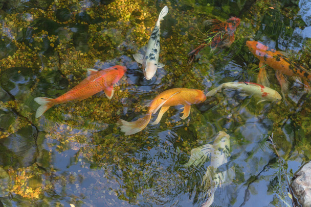 Красивые разноцветные рыбы кои плавают в прозрачном пруду в ботаническом саду недалеко от Далласа, Техас, США - Фото, изображение