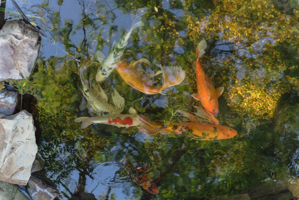 Водный сад с камнями и разноцветными рыбами кои, плавающими недалеко от Далласа, Техас, США - Фото, изображение