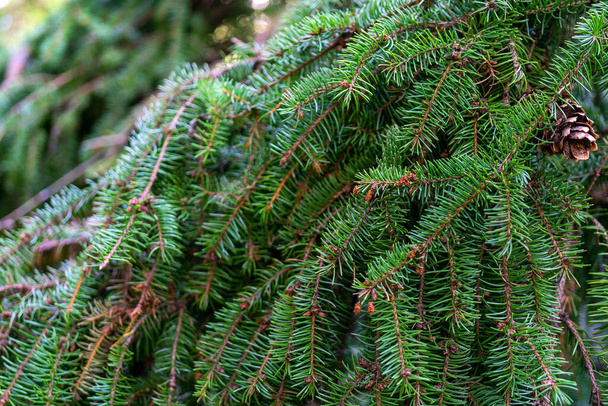 Abeto verde crescendo ao ar livre, close-up - Foto, Imagem
