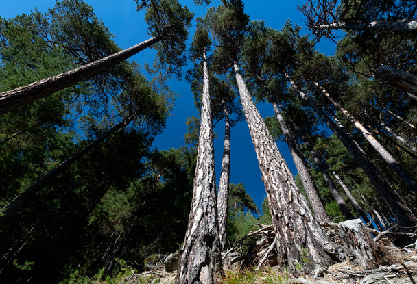Δάσος Pino Silvestre κοντά στο Brusson, Val d 'Ayas - Φωτογραφία, εικόνα