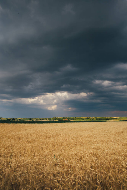 Wheat field at sunset after rain.  - Fotoğraf, Görsel