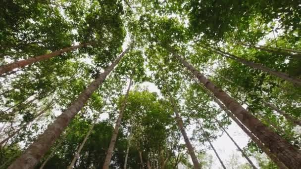 Metsä korkeita vihreitä puita - Materiaali, video