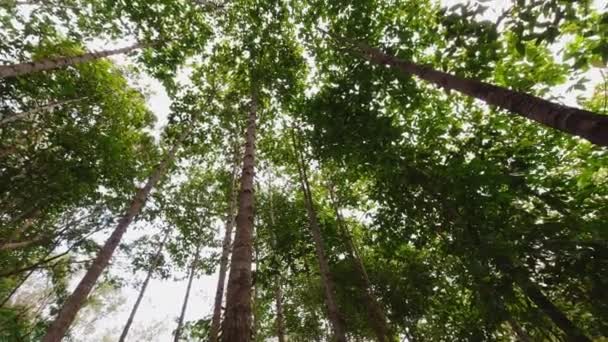 Wald mit hohen grünen Bäumen - Filmmaterial, Video