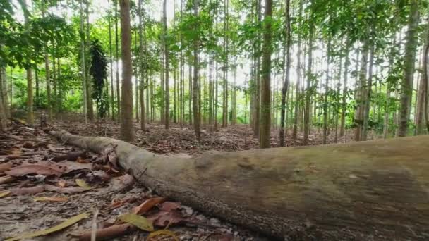 Bos met hoge groene bomen - Video
