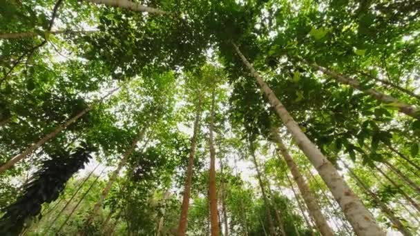Wald mit hohen grünen Bäumen - Filmmaterial, Video