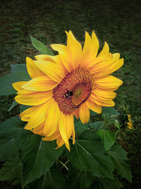 Suuri kimalainen istuu auringonkukan kukkasella.Lähikuva. - Valokuva, kuva