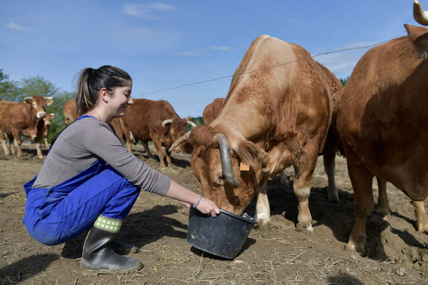 Farmer apprentice feeding cattle in barnyard - Фото, изображение
