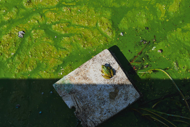 Zielona żaba w zielonym stawie na plastikowej blasze. Zielone algi strunowe i śmieci w wodzie. Zdjęcie koncepcyjne zanieczyszczenia środowiska. Słoneczny dzień z głębokim cieniem. - Zdjęcie, obraz