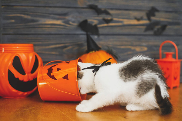 Кошелек или жизнь! Симпатичный котёнок играет в ведерко с конфетами Jack o lantern на фоне тыквы с летучими мышами. Котёнок позирует на праздничных украшениях, празднует Хэллоуин дома - Фото, изображение