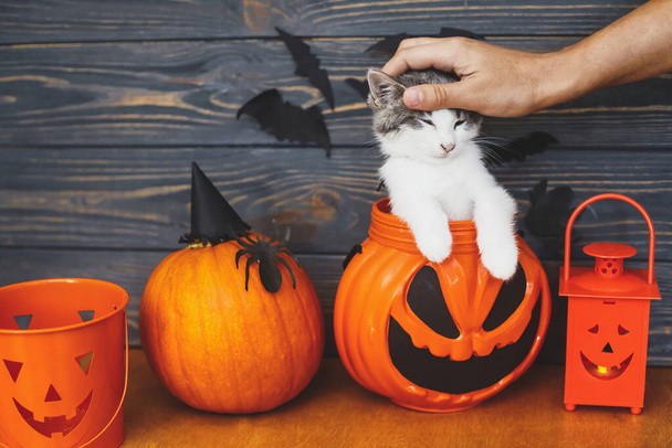 Jack O Lantern 'in arka planında oturan sevimli kedi yavrusu. Sopalı balkabağı kovası. Mutlu Cadılar Bayramı! Tatil süslemelerinde kedi pozu vermek, cadılar bayramını evde kutlamak. - Fotoğraf, Görsel