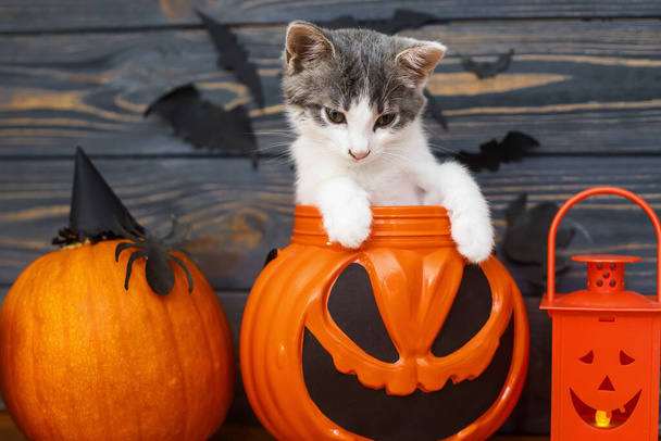 Mutlu Cadılar Bayramı! Jack O Lantern 'in arka planında oturan sevimli kedi yavrusu. Sopalı balkabağı kovası. Tatil süslemelerinde kedi pozu vermek, cadılar bayramını evde kutlamak. - Fotoğraf, Görsel