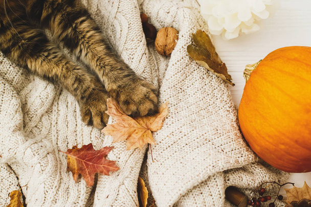 Roztomilý kocour držící podzimní listy s tlapkou, odpočívající na teplém pleteném svetru s dýní, kuželem a žaludy. Útulný podzim, výhled shora. Hello Fall! - Fotografie, Obrázek