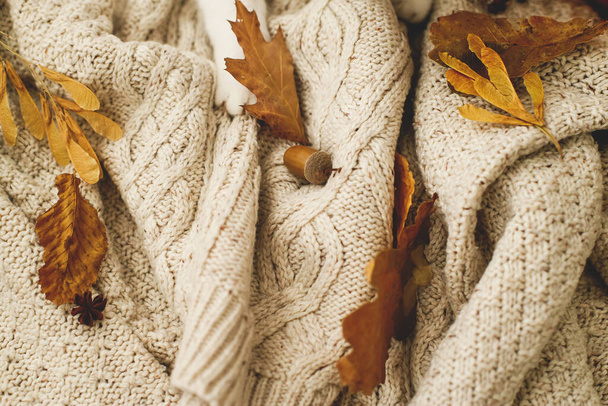 ¡Hola Fall! Linda pata de gato sosteniendo hojas de otoño en suéter de punto cálido con anís y bellotas. Imagen rústica. Acogedor otoño - Foto, imagen