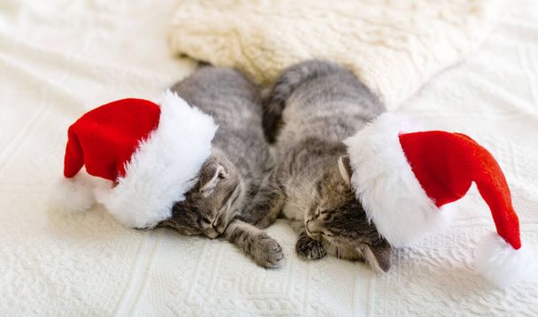 Christmas cats. Cute tabby kittens sleeping together in christmas hats. Santa Claus hats on pretty Baby cat. Kids animal kitty and cozy home concept. Home pets at New Year and Xmas - Fotografie, Obrázek