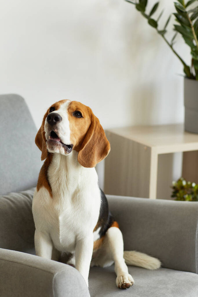Κάθετη πλήρους μήκους πορτρέτο του χαριτωμένο σκυλί beagle κάθεται σε γκρι πολυθρόνα στο ελάχιστο εσωτερικό του σπιτιού, αντίγραφο χώρο - Φωτογραφία, εικόνα