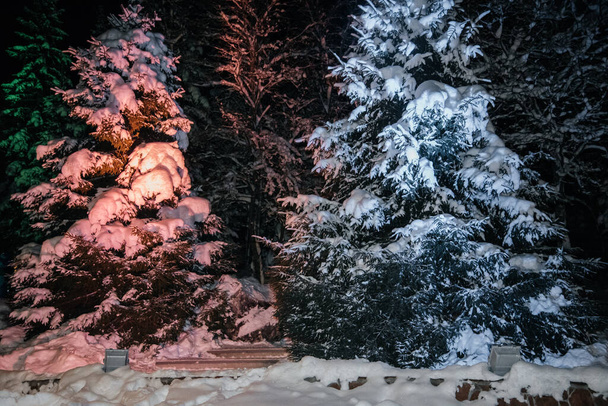 köknar ve çam ağaçlarının kış gecesi manzarası. - Fotoğraf, Görsel