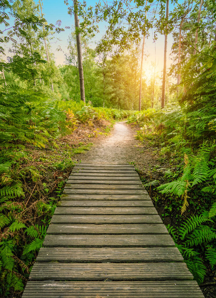 Turistická stezka s malým dřevěným mostem ve slunném letním lese. - Fotografie, Obrázek