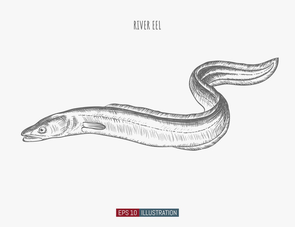 Hand drawn river eel fish isolated. Engraved style vector illustration. Template for your design works. - Vector, Image