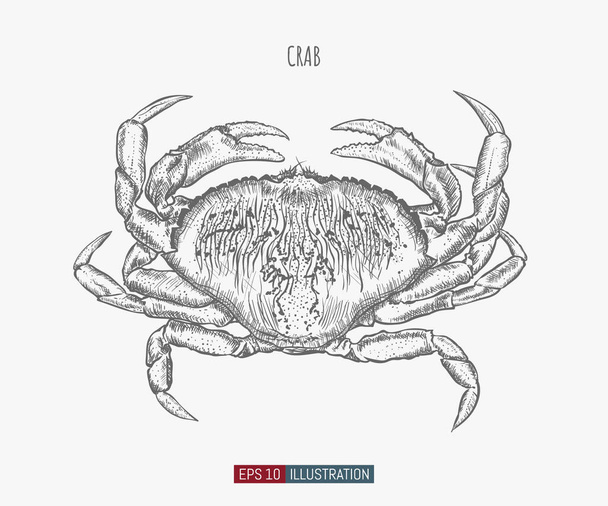 Hand drawn crab isolated. Engraved style vector illustration. Template for your design works. - Vector, Image